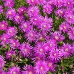 18 - desoanthemum hispidum - Rosea Iceplant