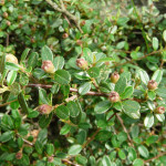 19 - Cotoneaster congestus - pyrenees cotoneaster