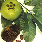 19 - Diospyros digyna - black sapote