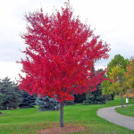 2 - Acer Rubrum - Red Maple