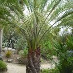 2 - Butia capitata - pindo palmjpg