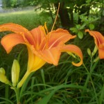 20 - Hemerocallis - Daylily