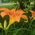 20 - Hemerocallis - Daylily