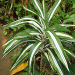21 - Dracaena.deremensis - dracaena