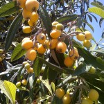 21 - Eriobotrya Japonica - Loquat