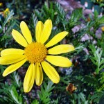 22 - Euryops pectinatus - Golden Marguerite