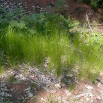 22 - Slender Hairgrass