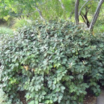 22 - elaeagnus-shrub - silverthorn