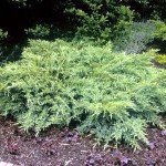 22 - juniperus chinensis - Chinese Juniper