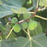 23 - Ficus carica - edible fig