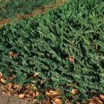 23 - juniperus conferta - Shore Juniper