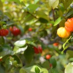 24 - Eugenia_uniflora - surinam cherry