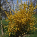 24 - Forsythia x intermedia - forsythia