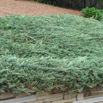 24 - Juniperus horizontalis - Creeping Juniper