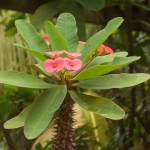 25 - Euphorbia_milii - crown of thorns