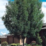 25 - Raxinus Oxycarpa - raywood ash