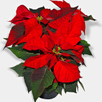 26 - Euphorbia pulcherrima - poinsettia