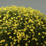27 - Euryops - golden shrub daisy