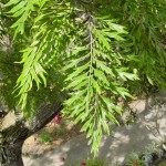 27 - Grevillea robusta - silk oak