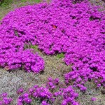 27 - Purple Iceplant