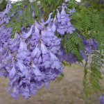 28 - Jacaranda mimosifolia - Jacaranda