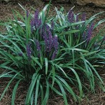 28 - liriope-muscari - Lilyturf (Liriope)