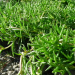 29 - Ice Plant