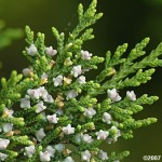 29 - Juniperus silicicola - southern red cedar