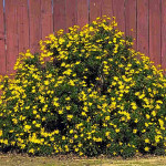 29 - gamolepis chrysanthemoides - african bush daisy