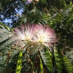 3 - Albizia Julibrissin - Silk Tree