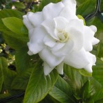 30 - Cape Jasmine - Gardenia