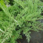 30 - Juniperus_virginiana - skyrocker juniper