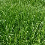 30 - Tall Fescue