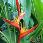 31 - Heliconia