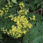 31 - Koelreuteria Paniculata - goldenrain tree