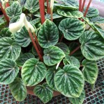 31 - Peperomia_caperata - Peperomia