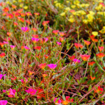 32 - Purslane (Rose Moss)