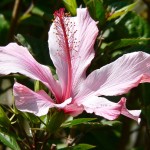 32 - hibiscus_rosa-sinensis - garden hibiscus