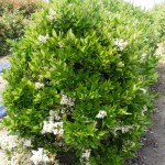 33 - ligustrum japonicum - Japanese Privet