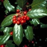 34 - illex cornuta - chinese holly