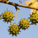 34 - liquidambar styraciflua - sweet gum