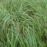 35 - Kallargrass