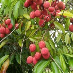 35 - Litchi chinensis - lychee