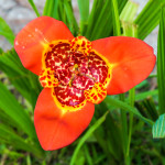 35 - Tigridia_pavonia - tiger flower