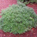 35 - ilex vomitoria - Dwarf-Yaupon-Holly