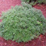 35 - ilex vomitoria - Dwarf-Yaupon-Holly