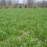 36 - Annual Ryegrass