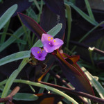 36 - Tradescantia_pallida - purple queen