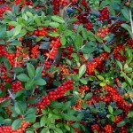 36 - ilex vomitoria - Yaupon-Holly