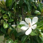 36 - magnolia grandiflora - southern magnolia